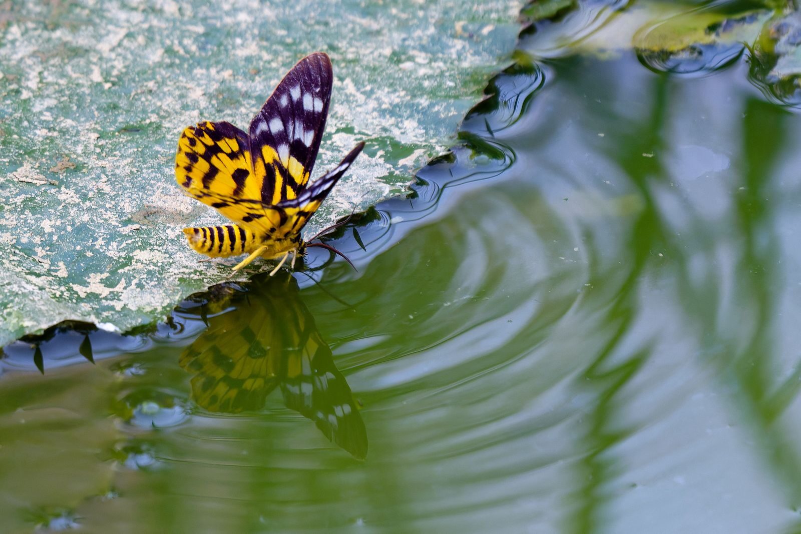 Butterfly Effect of Gratitude